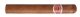 Romeo y Julieta Petit Coronas