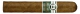 Bentley Robusto